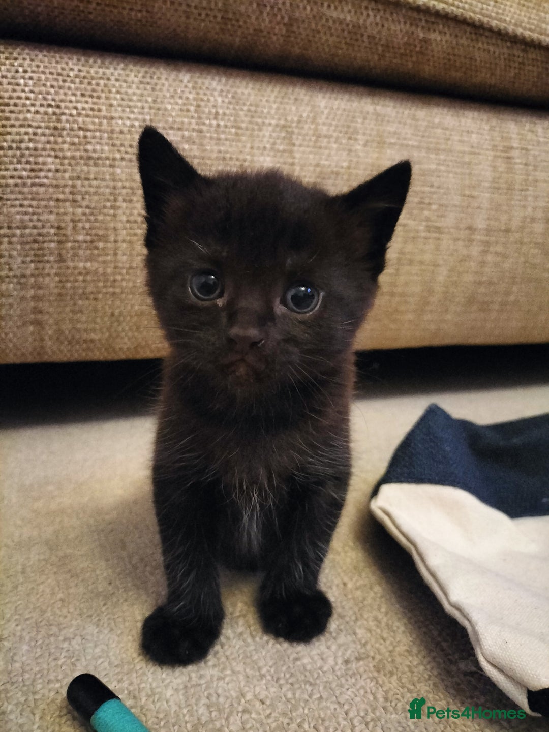 Mixed Breed cats for sale: Two Black kittens from family home - Image 9