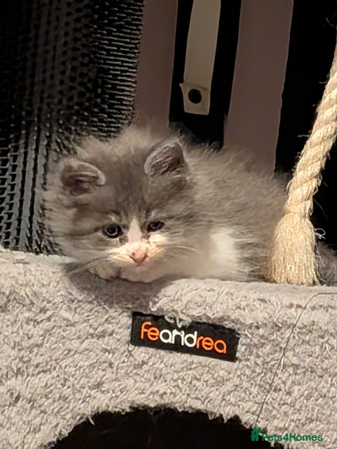 Maine Coon cats for sale: Mainecoon  x ragdolls - Advert 18