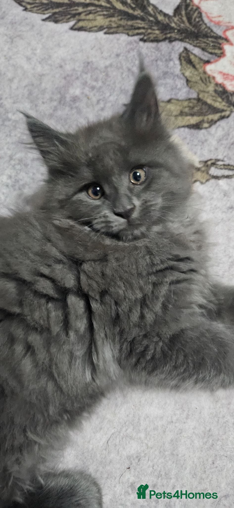 Maine Coon cats Stunning TICA Registered Maine coon Kittens  - Advert 1