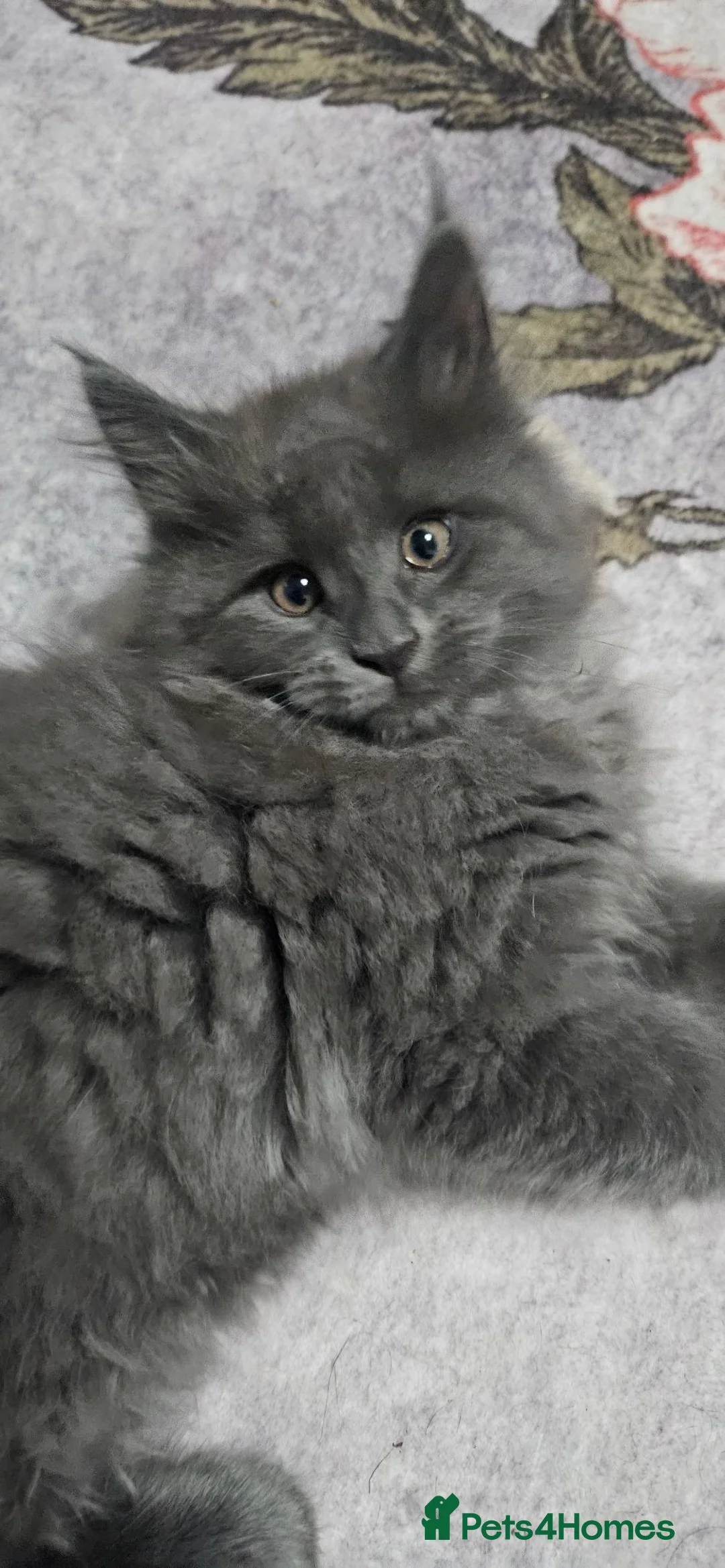 Maine Coon cats for sale: Stunning xl TICA Registered Maine coon Kittens  - Advert 2