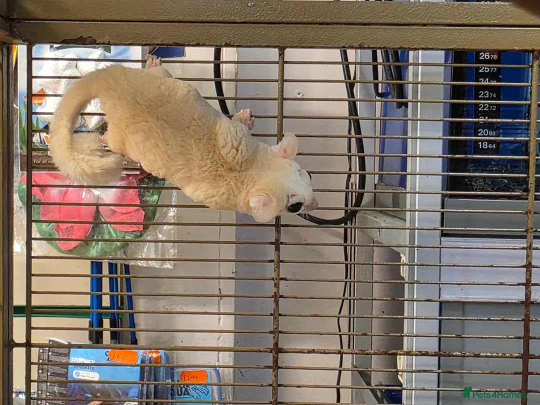 Sugar Glider rodents for sale: Sugar Glider pair - Advert 2