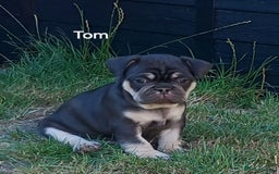 French Bulldog dogs for sale: French Bulldog pups - Image 5