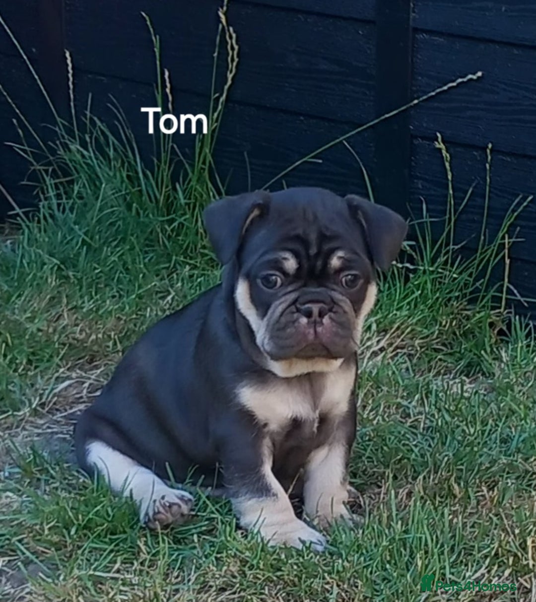 French Bulldog dogs for sale: French Bulldog pups - Image 5