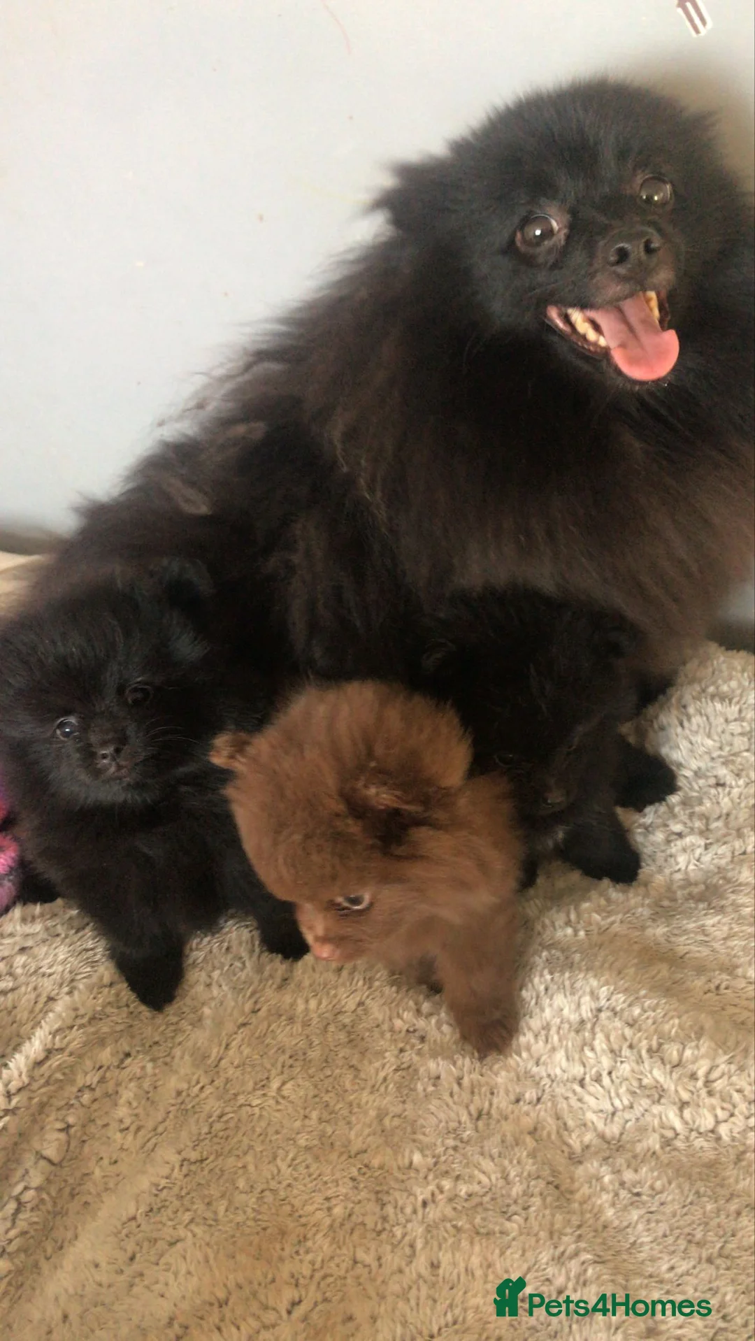 Pomeranian dogs for sale: Handsome pomeranians  - Advert 22