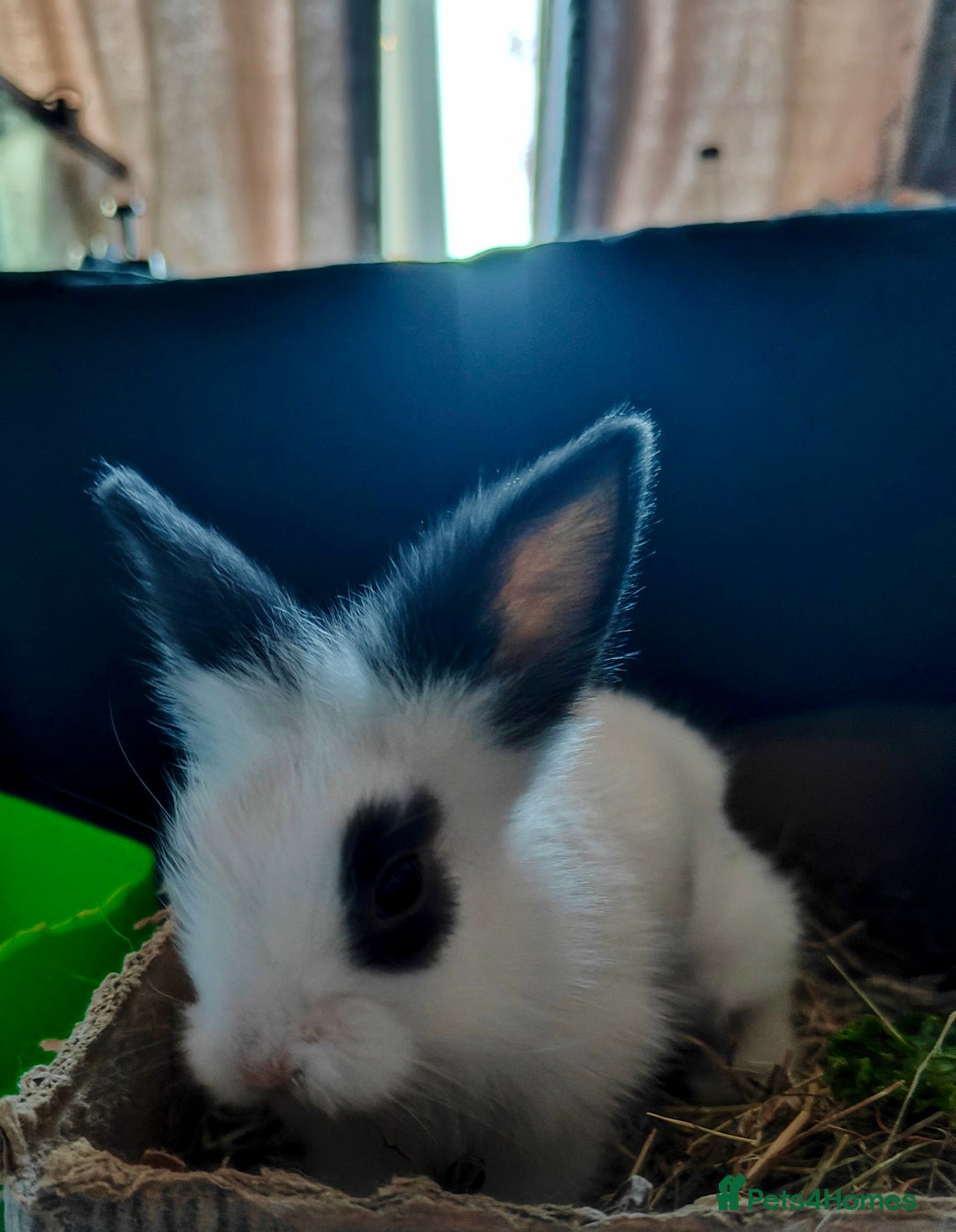 Lionhead rabbits for sale: Pedigree Lionhead Baby rabbits - Advert 4