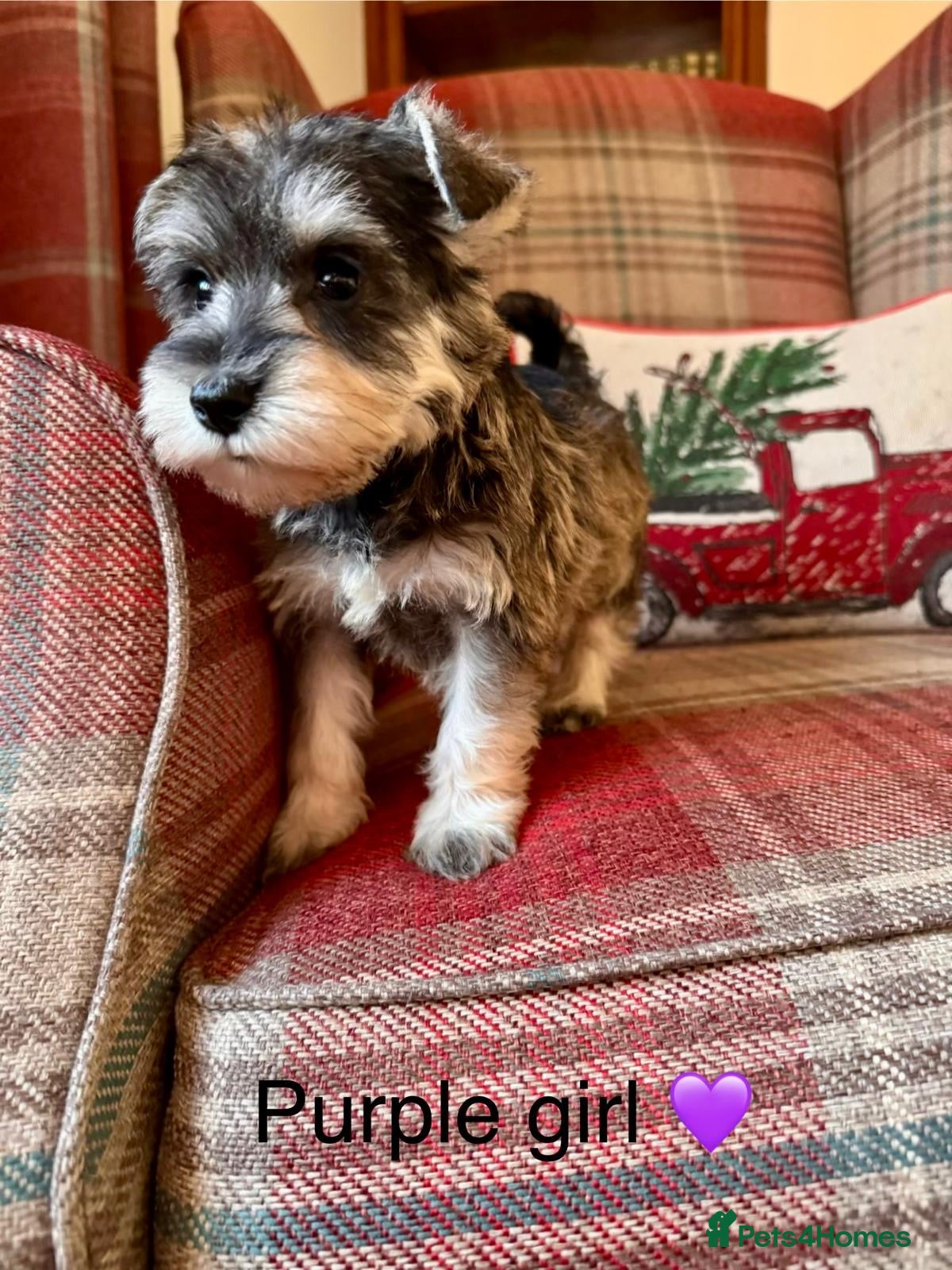 Miniature Schnauzer dogs KC Registered, Health Tested, puppies available  - Advert 1