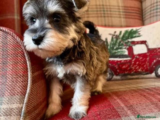 Miniature Schnauzer dogs KC Registered, Health Tested, puppies available - Advert 4