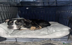 Mixed Breed dogs for sale: Beautiful dog named Mel  - Image 4