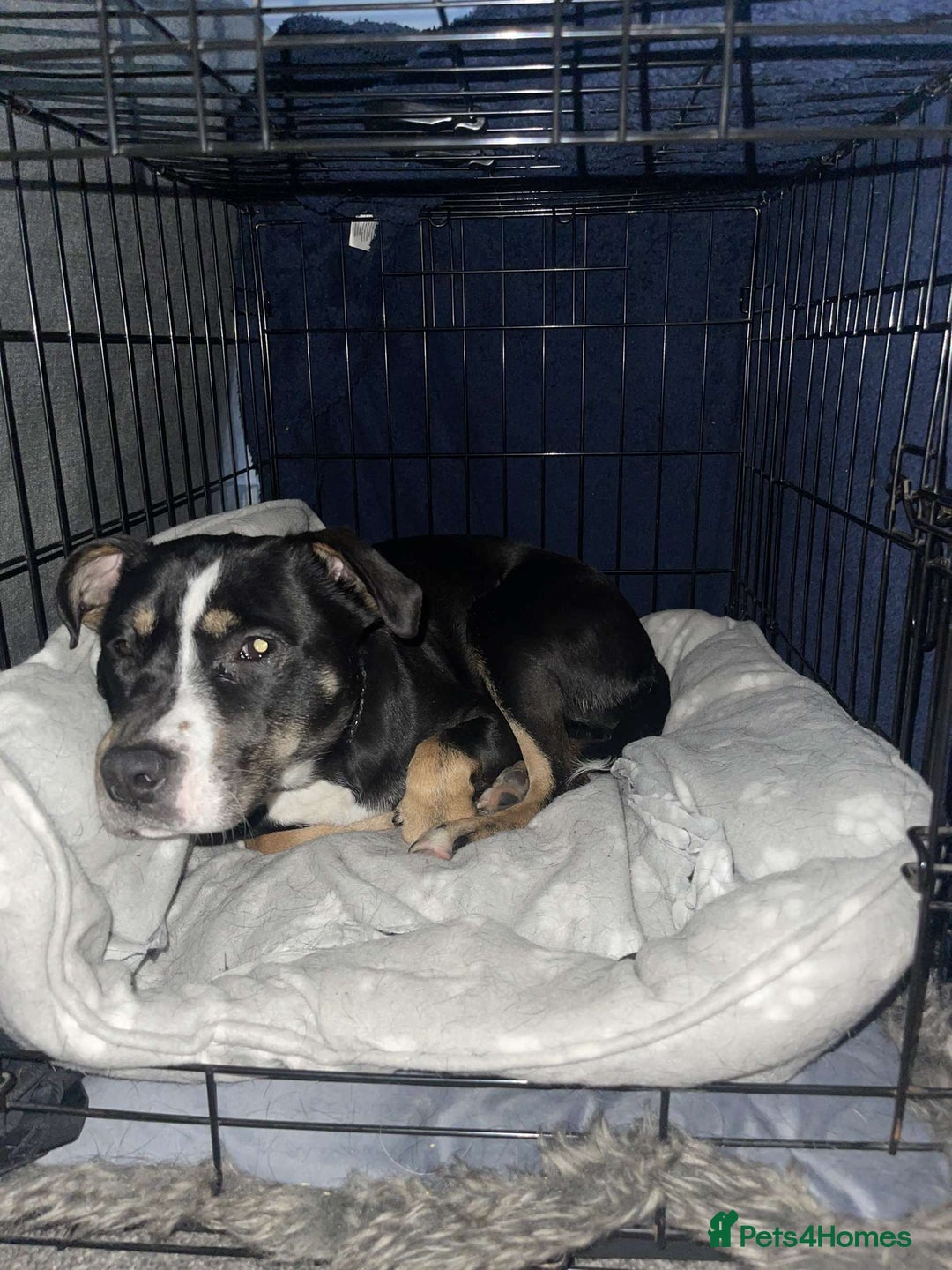 Mixed Breed dogs for sale: Beautiful dog named Mel  - Image 4