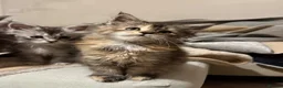 Maine Coon cats for sale: Maine coon kittens - Advert 14