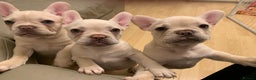 French Bulldog dogs for sale: 5 beautiful French bulldog puppies  - Advert 5