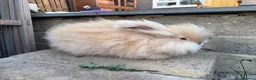 Angora rabbits for sale: English Angoras  - Advert 4