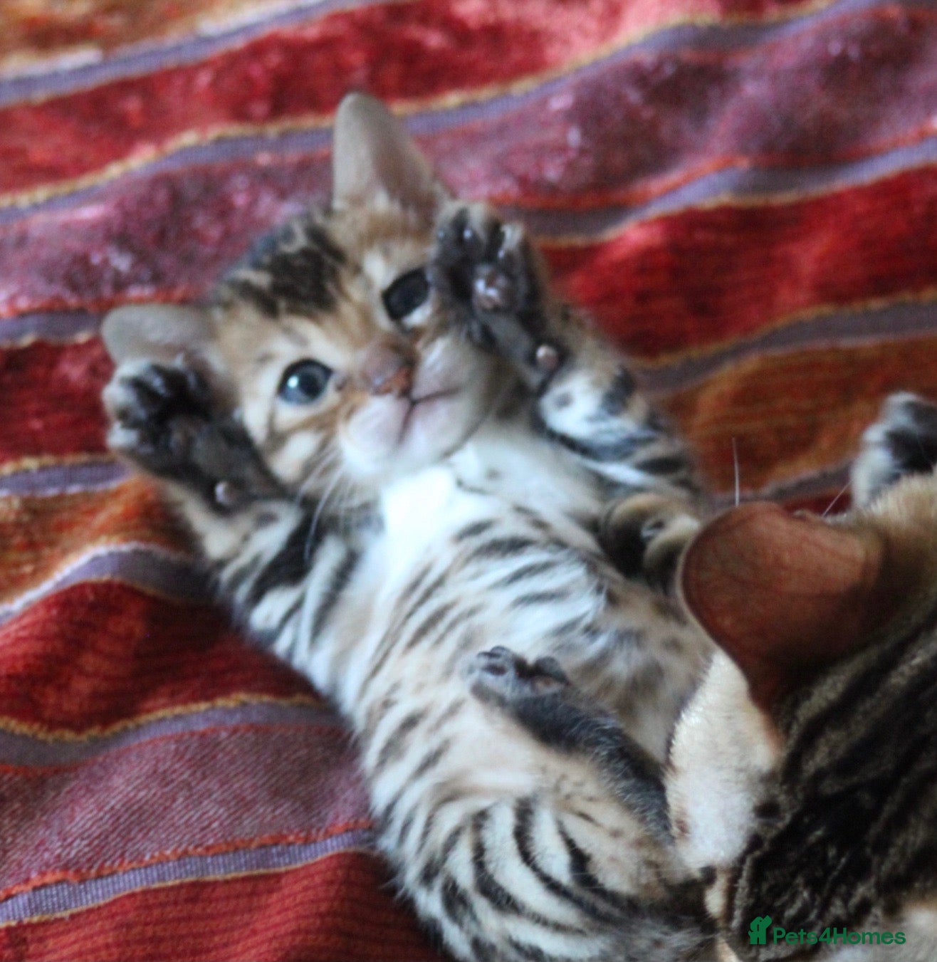 Bengal cats Outstanding Bengal kittens , European champion dad - Advert 15