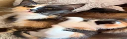 Maine Coon cats for sale: Maincoon x female 11 weeks old - Advert 10