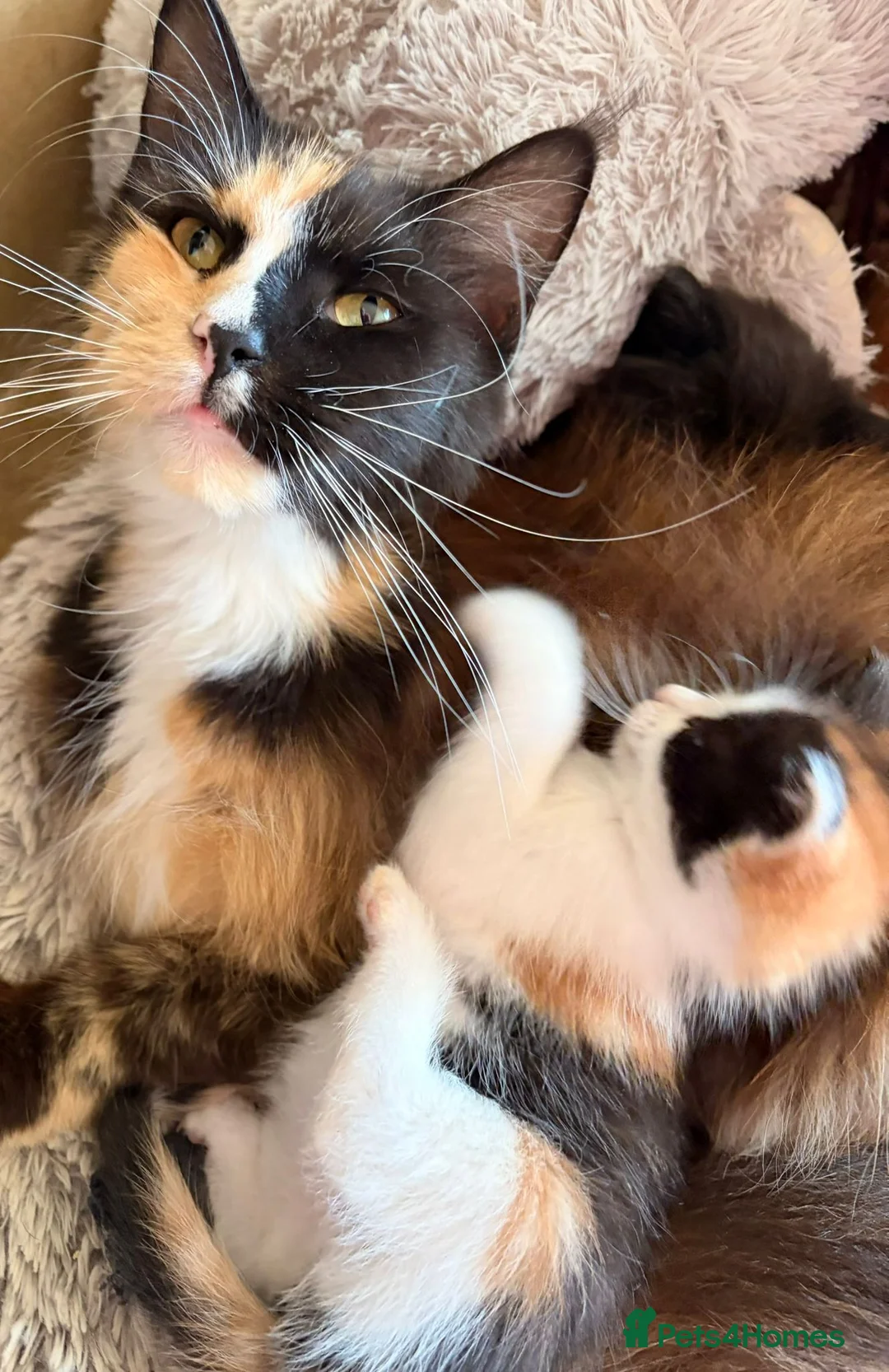 Maine Coon cats for sale: Maincoon x female 11 weeks old - Advert 10