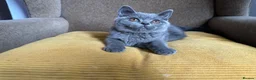 British Shorthair cats for sale: TICA Registered BritishShorthairKittens  Ready now - Advert 11