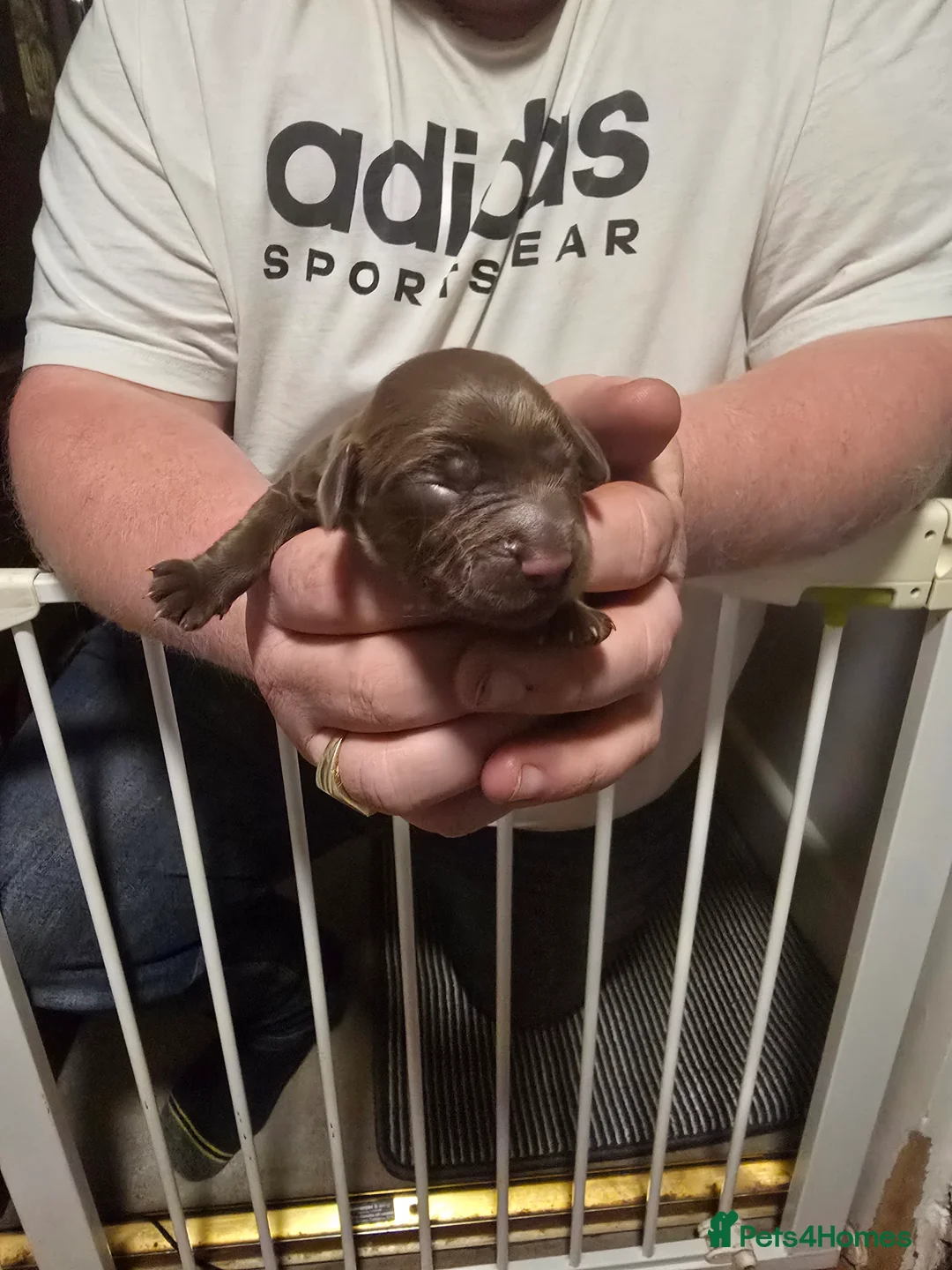 Cocker Spaniel dogs for sale: Cocker spaniel puppy  - Advert 7