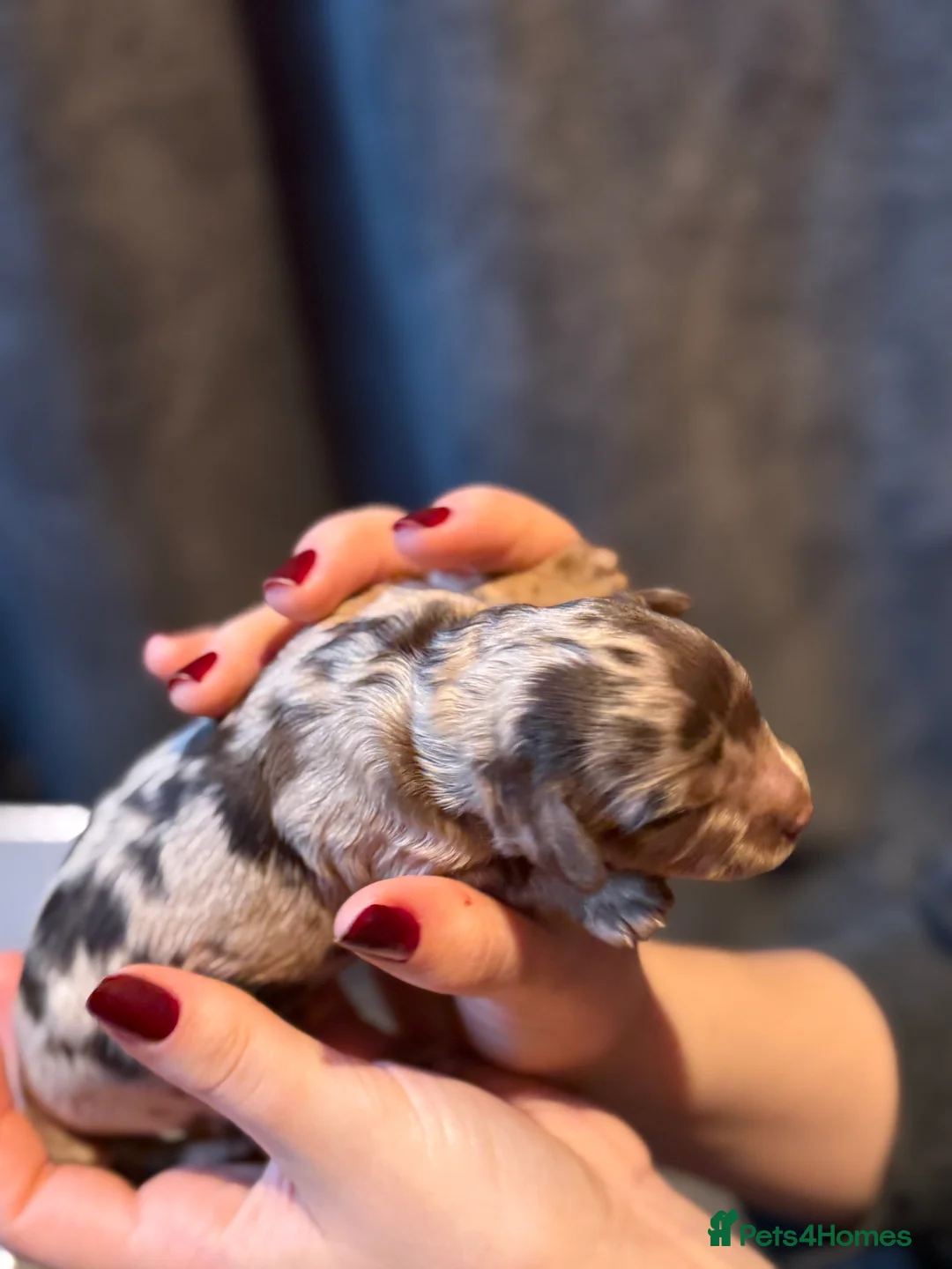 Cavapoo dogs for sale: F1b Health tested Phantom chocolate Merle Cavapoo - Advert 11