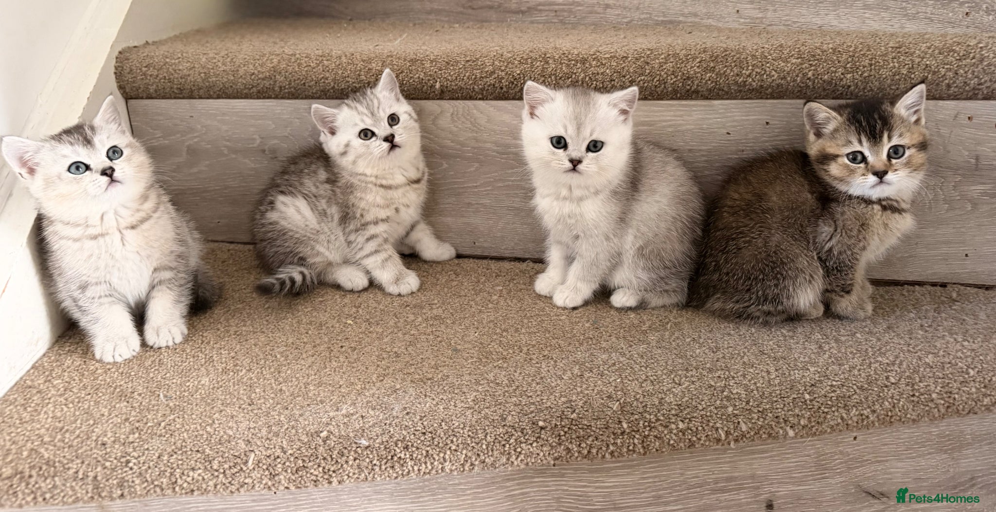 British Shorthair cats British Shorthair Kittens - Advert 2