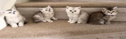 British Shorthair cats for sale: British Shorthair Kittens - Advert 2