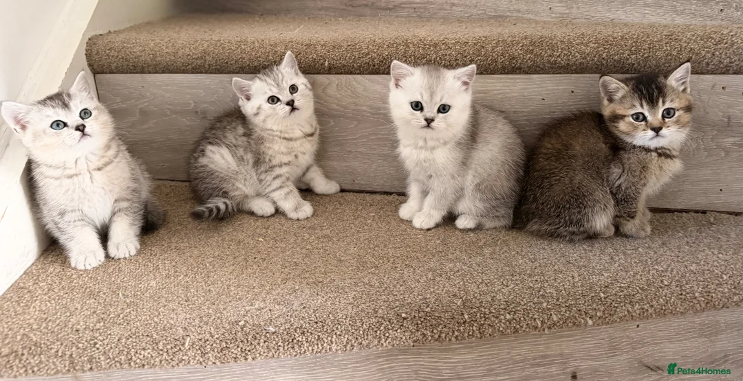 British Shorthair cats for sale: British Shorthair Kittens - Advert 2