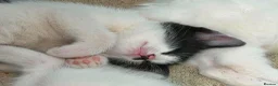 Mixed Breed cats for sale: Four adorable, cuddly kittens - Advert 12