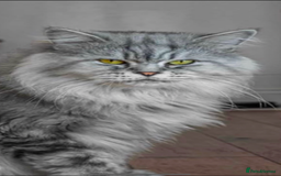 Maine Coon cats for sale: Full breed Mainecoon kittens ready 29th September  - Image 23