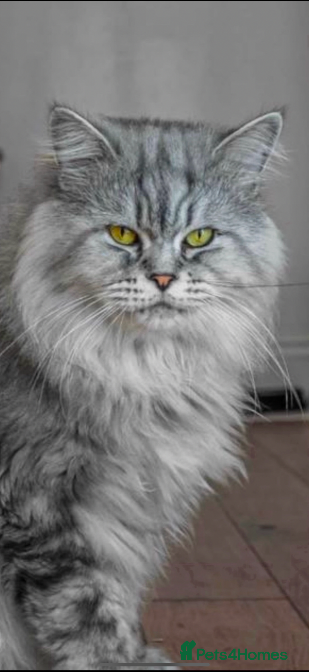 Maine Coon cats for sale: Full breed Mainecoon kittens ready 29th September  - Image 23