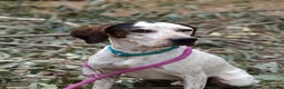 Pointer dogs for adoption: Raffie is looking for a perfect home  - Advert 6