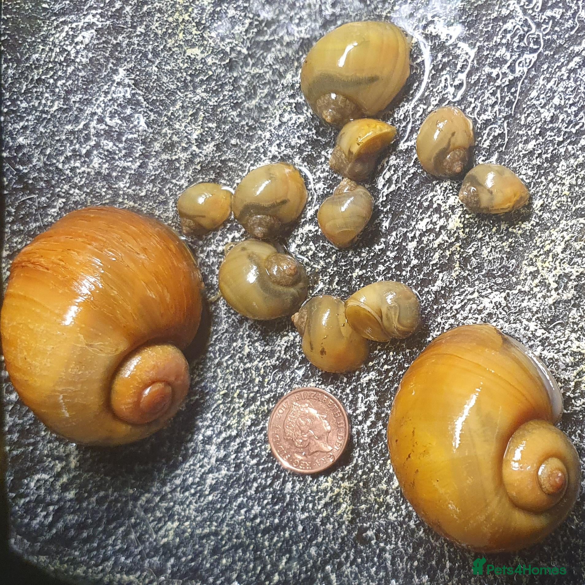 Snails invertebrates Golden Apple Snails 🐌✨️ Pomacea Canaliculata - Advert 22