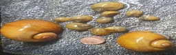 Snails invertebrates for sale: Golden Apple Snails 🐌✨️ Pomacea Canaliculata - Advert 2
