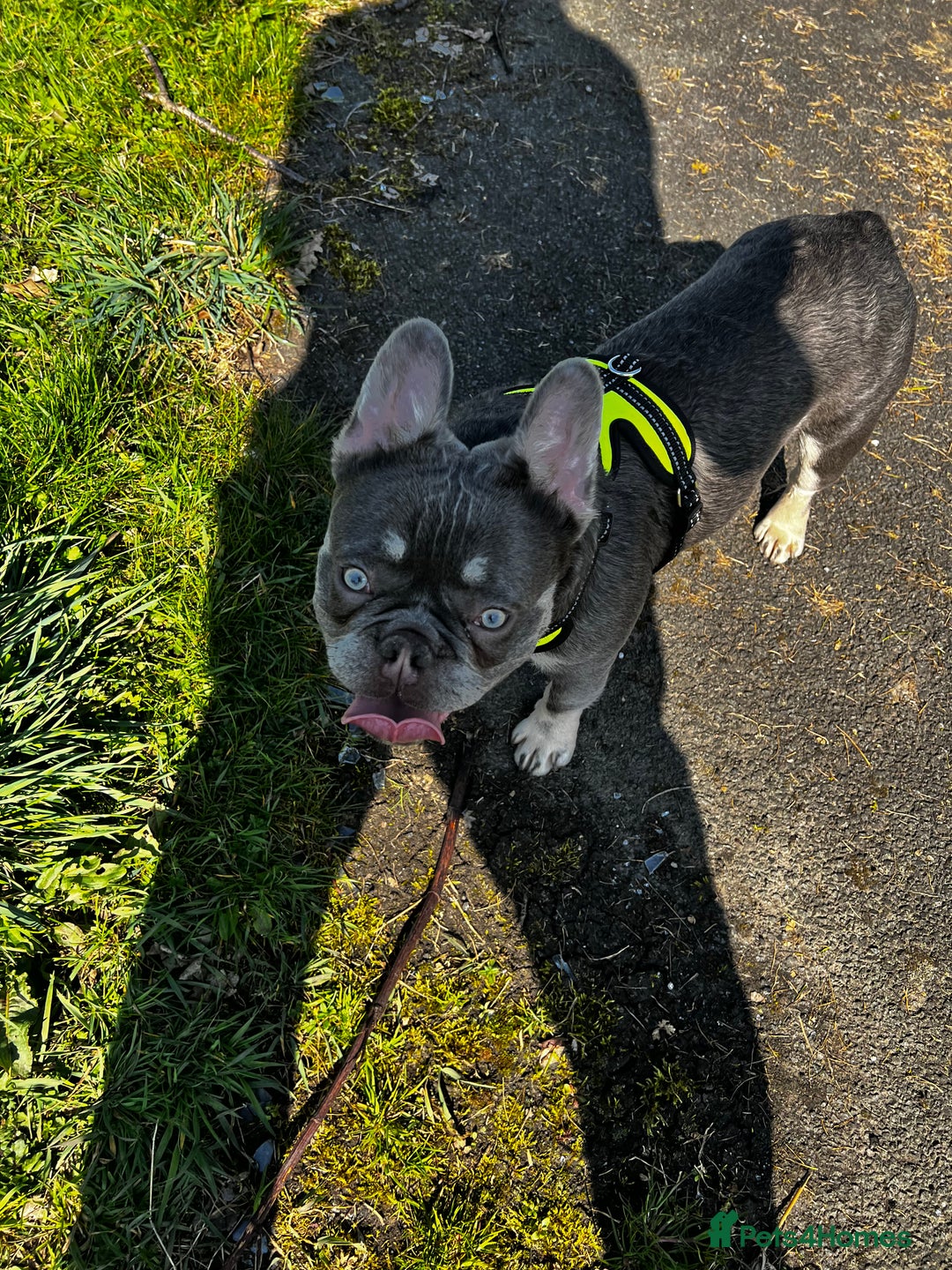 French Bulldog dogs for sale: Adorable 3-Year-Old Male & Female French Bulldog - Advert 24