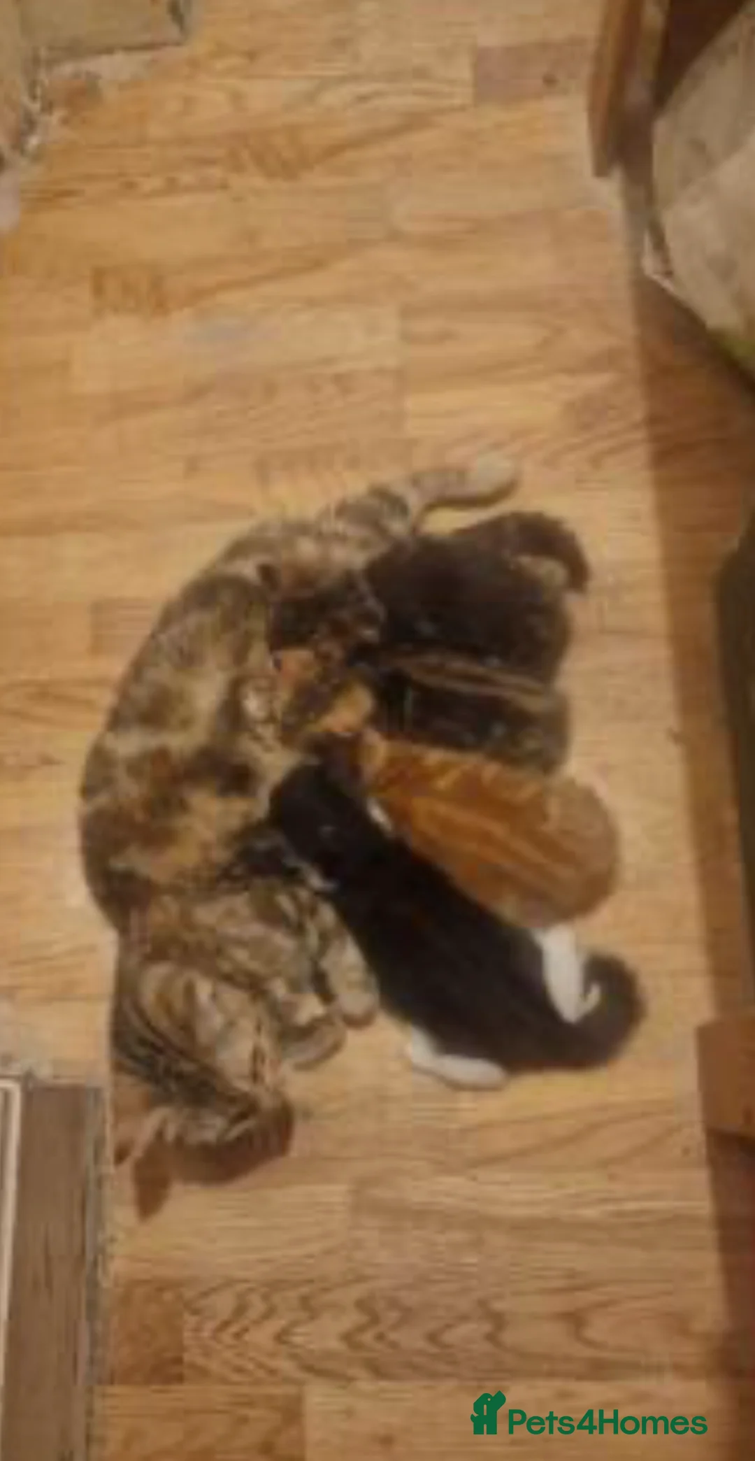 British Shorthair cats for sale: Male kitten WITH EQUIPMENT in Horley - Advert 2