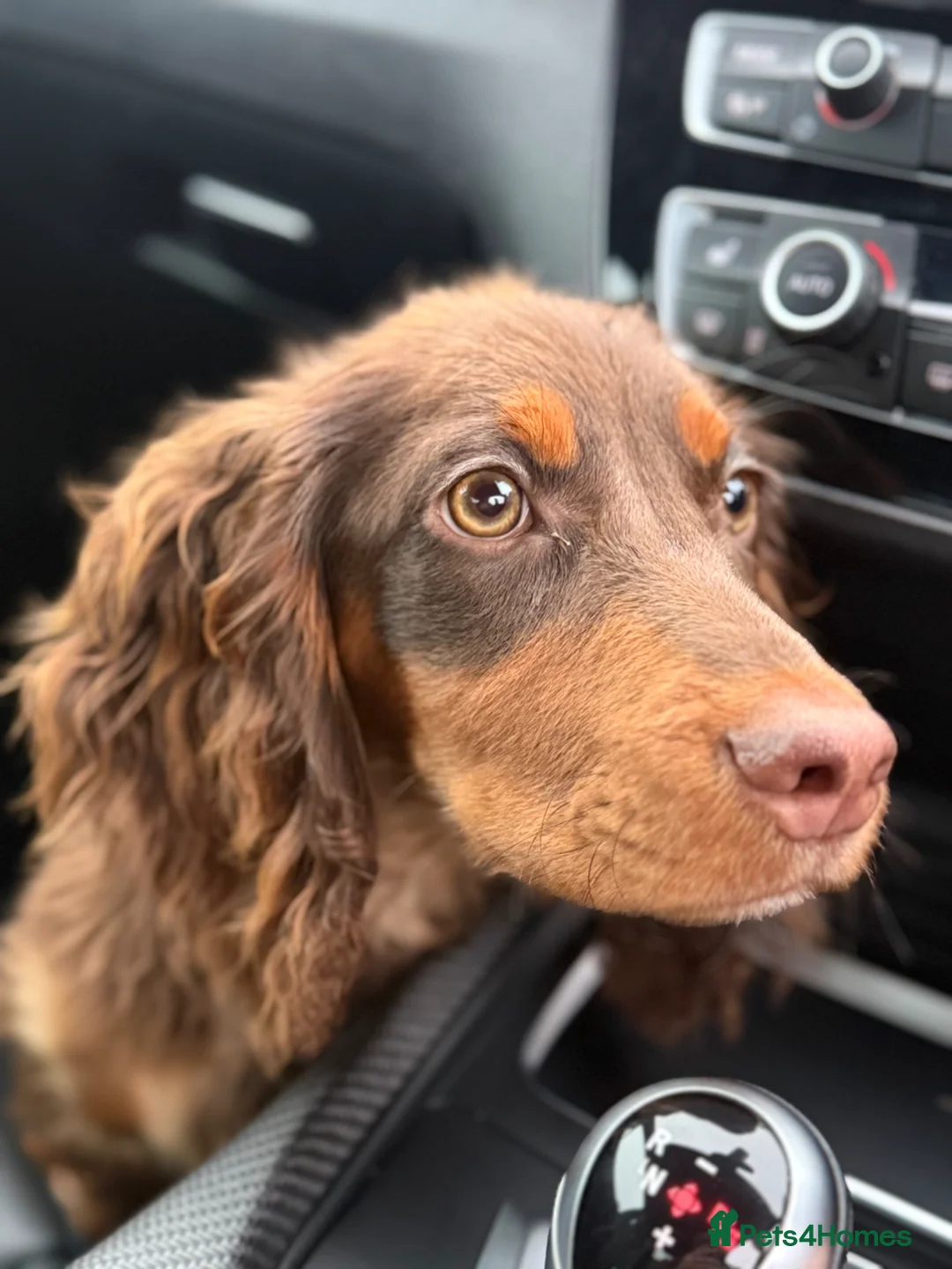 Cocker Spaniel dogs for sale: Beautiful Tan Cocker Spaniel  - Advert 4