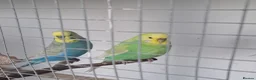 Budgerigars birds for sale: Breeding pairs of budgies for sale  - Advert 1