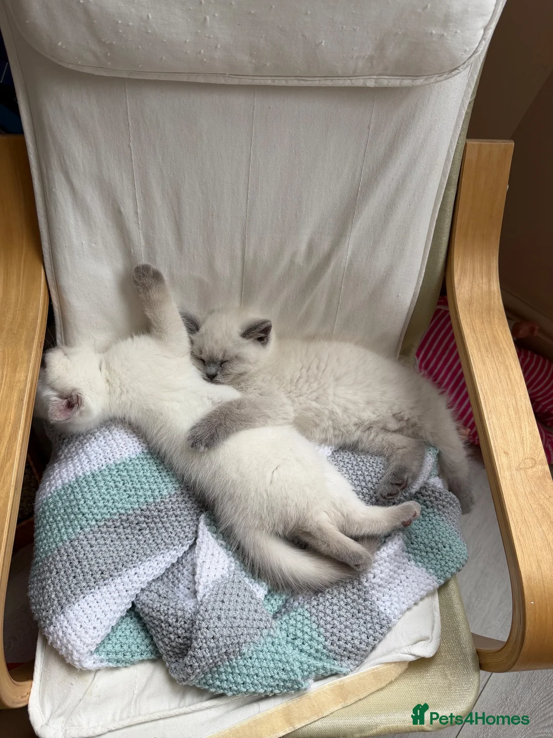 British Shorthair cats for sale: 2 x Colourpoint British Shorthair Kittens in Rayleigh - Advert 1