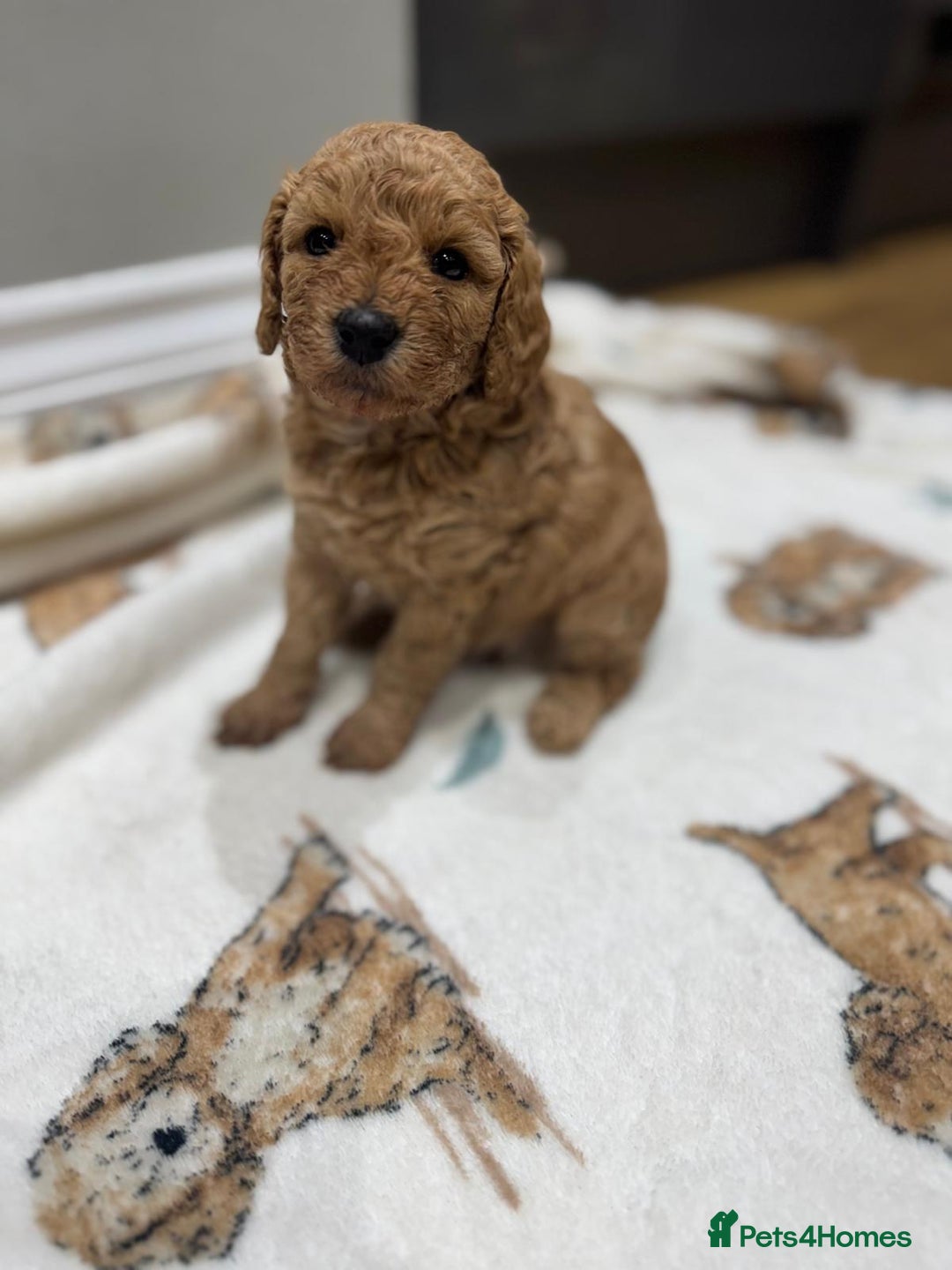 Cavapoo dogs for sale: Two Gorgeous light red Cavapoo Boys  - Advert 8