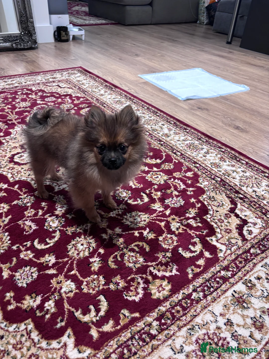 Pomeranian dogs for sale: 🐾 Stunning Male Pomeranian Puppy – £1,750 🐾 - Advert 27