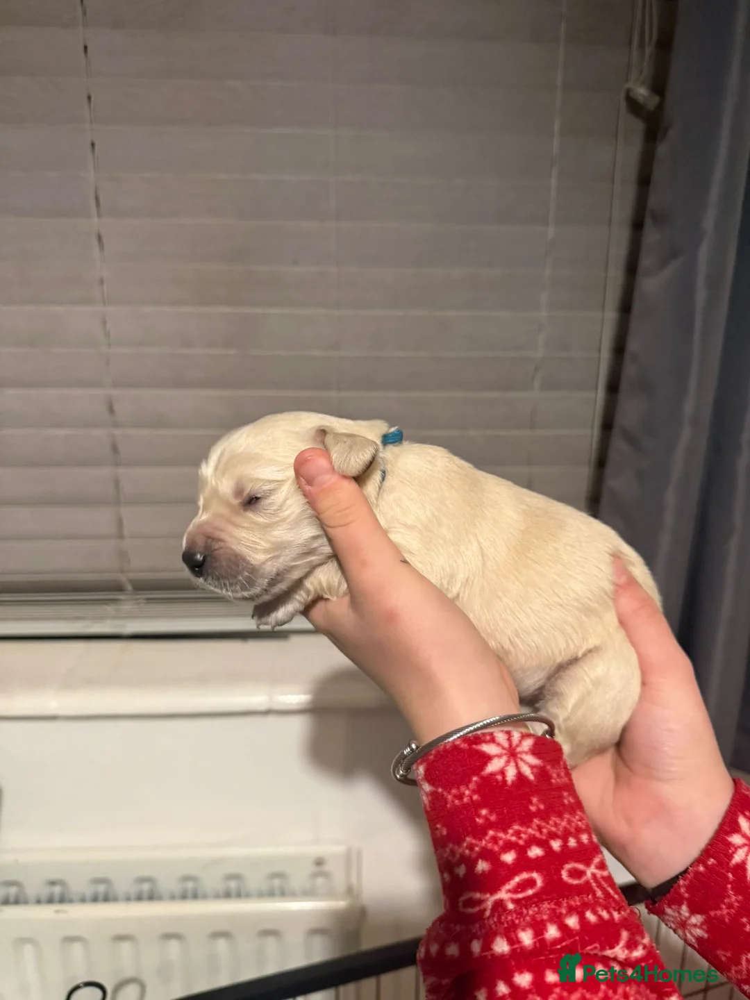 Golden Retriever dogs for sale: Full pedigree golden retriever puppies  - Advert 10