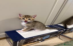 Domestic Shorthair cats for sale: Gorgeous kittens - Image 14