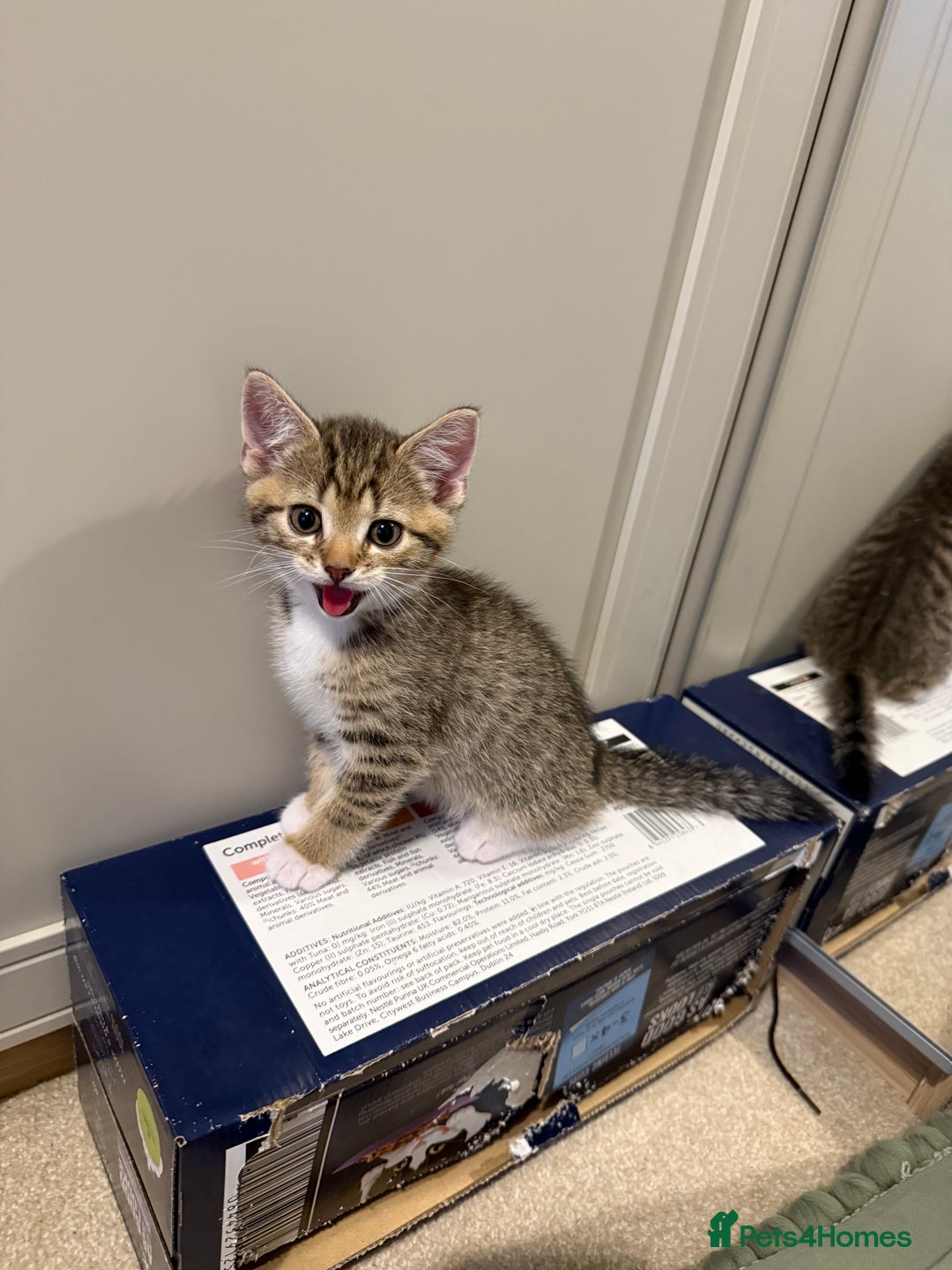 Domestic Shorthair cats for sale: Gorgeous kittens - Image 14