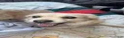Mixed Breed dogs for sale: Terrier bitch - Advert 1