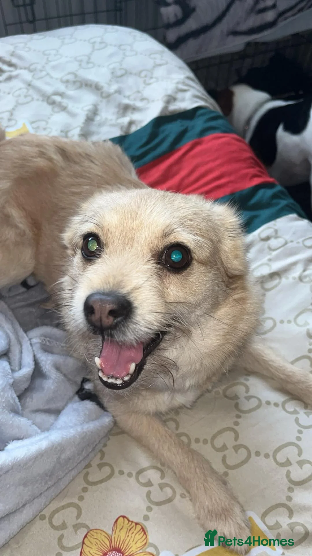 Mixed Breed dogs for sale: Terrier bitch - Advert 1