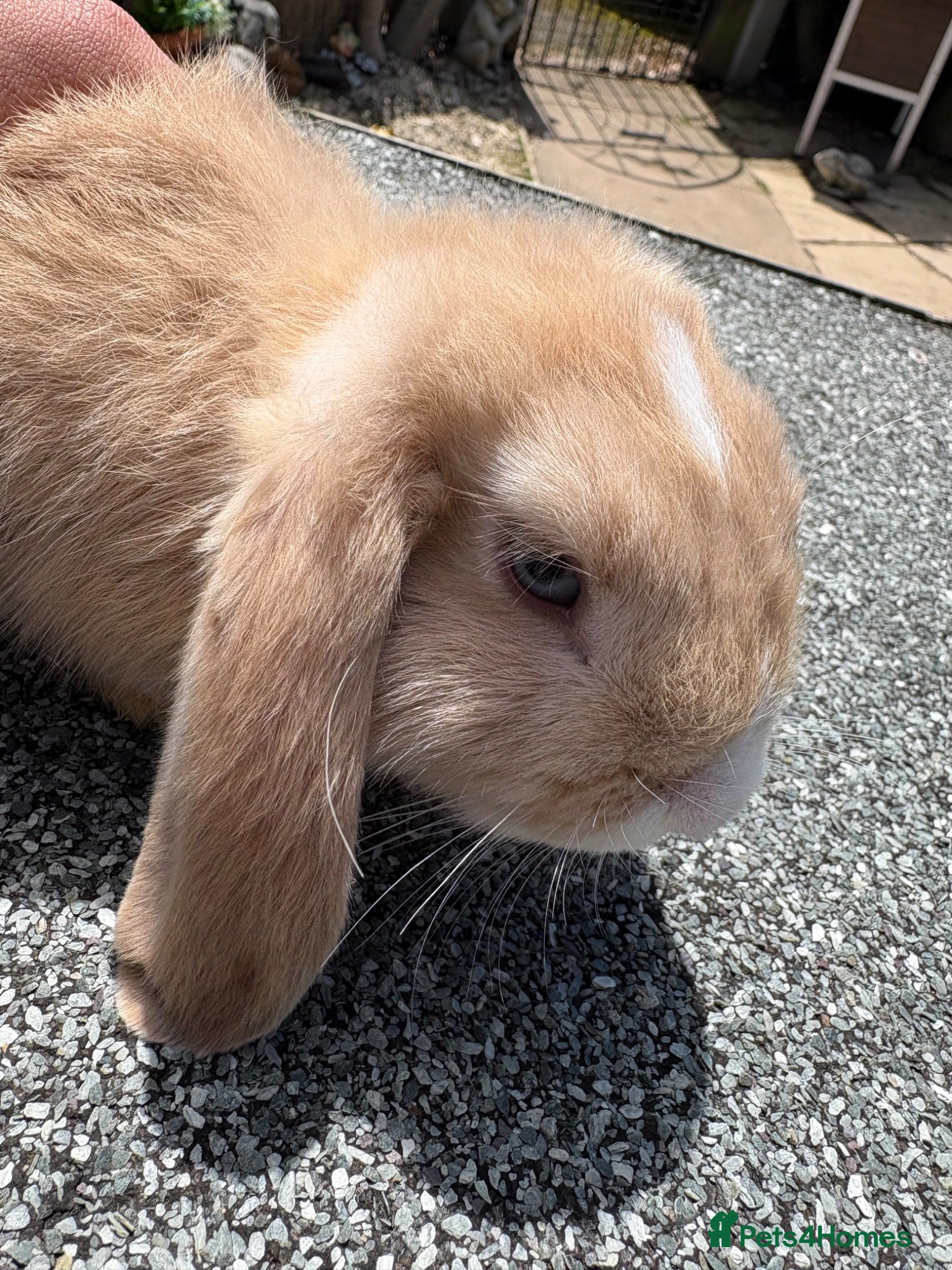 Mini Lop rabbits Beautiful pure breed mini lops😍 - Advert 2