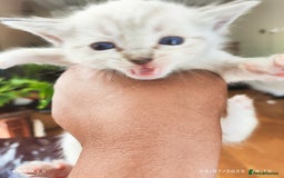 Mixed Breed cats for sale: Ragdoll Bengal mix kittens available for sale - Image 12