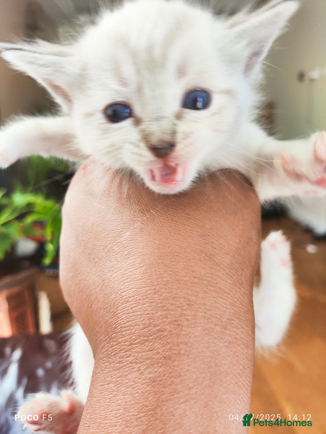 Mixed Breed cats for sale: Ragdoll Bengal mix kittens available for sale - Image 12