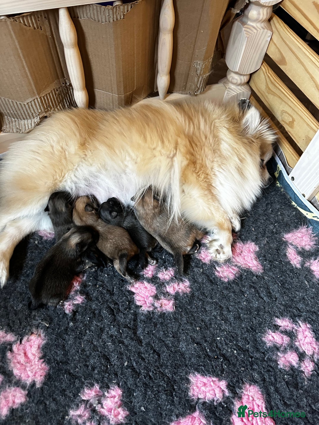 Pomeranian dogs for sale: GORGEOUS POMERANIAN PUPPIES!! - Advert 2