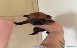 Mixed Breed dogs for sale: German shepherd cross chow chow/French bulldog  - Image 17