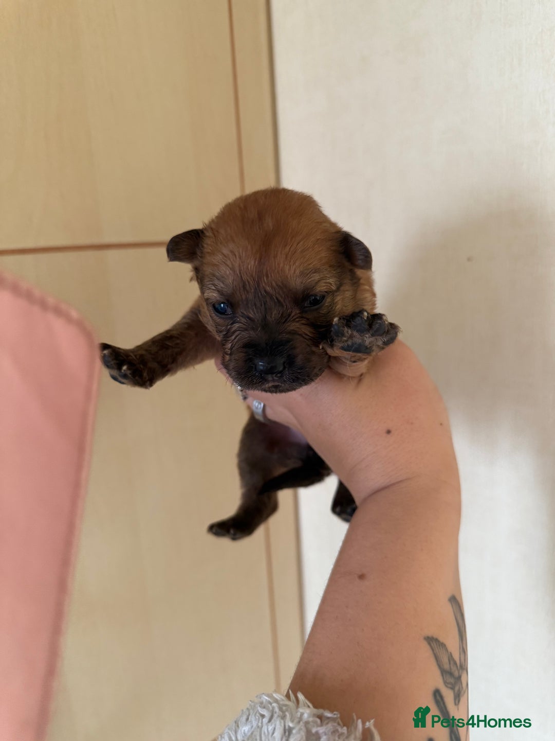 Mixed Breed dogs for sale: German shepherd cross chow chow/French bulldog  - Image 17