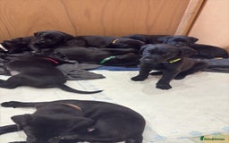 Labrador Retriever dogs for sale: Stunning K.C. Reg. Black Labrador Puppies - Image 8